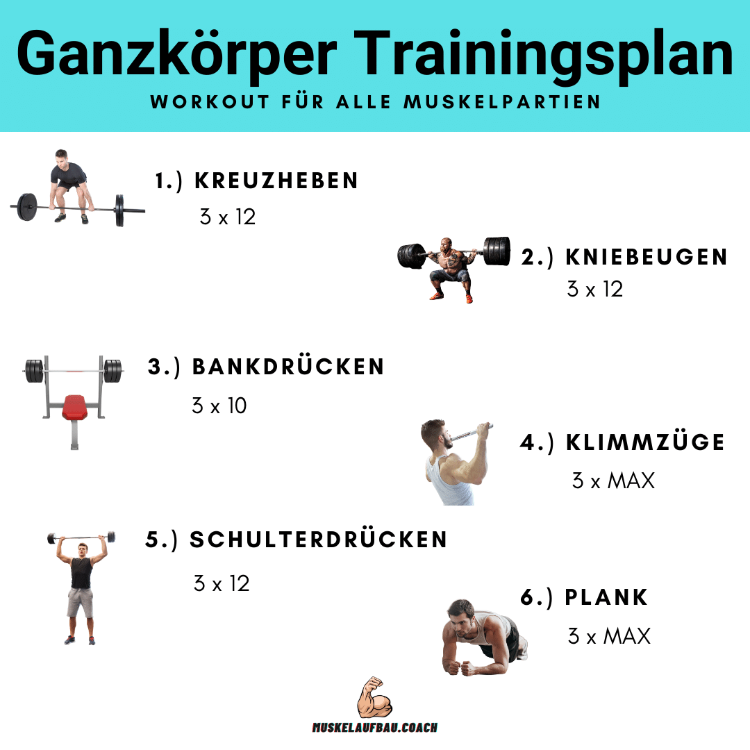 Ganzk rper Trainingsplan Muskelaufbau.Coach