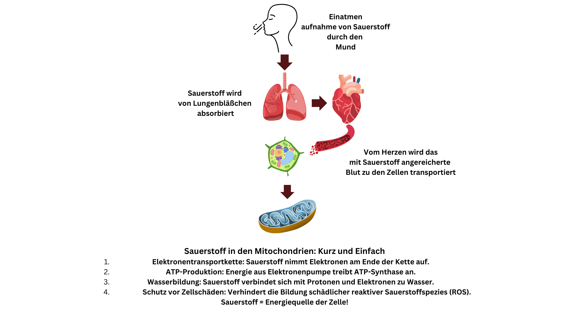 VO 2 Max - Sauerstoffzyklus